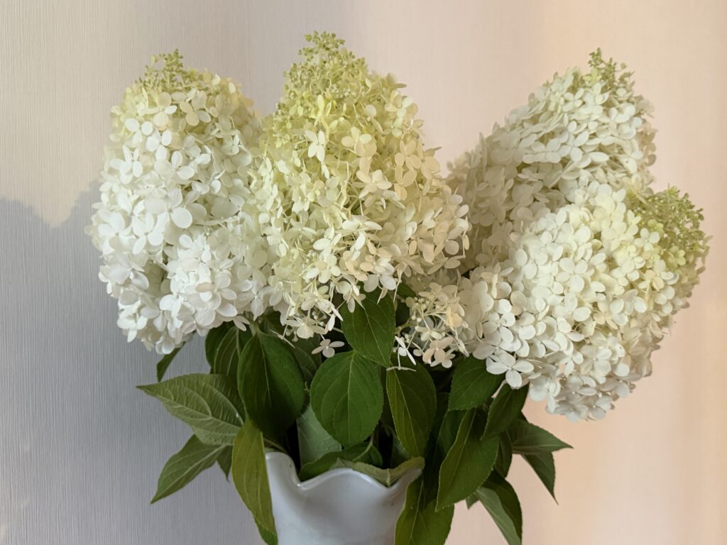 会場に飾られた白い紫陽花